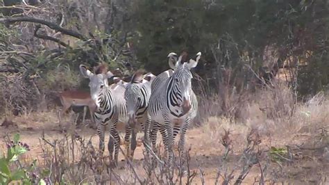 african wildlife cam|Live Camera in Africa